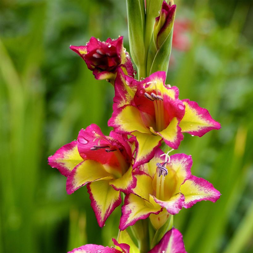 Dwerggladiool Flevo Laguna - Gladiolus nanus (Bloei)
