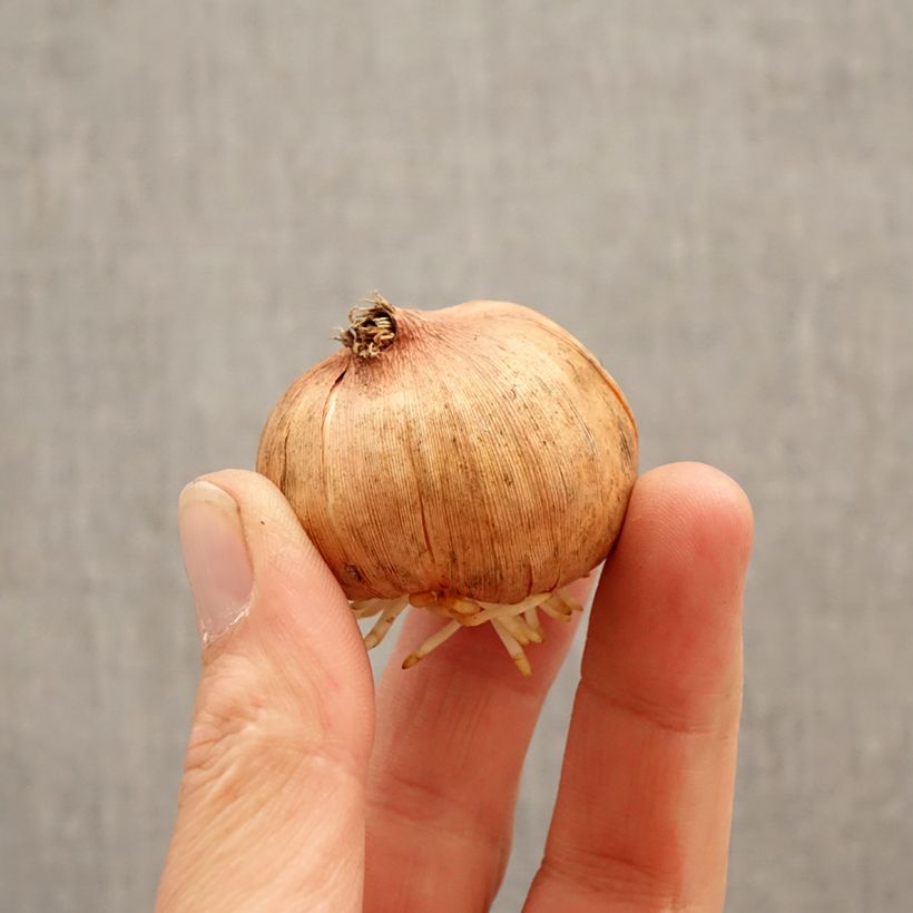 Exemplaar van Gladiool groot bloemig Hugo Bol kaliber 12/14 zoals geleverd in de lente