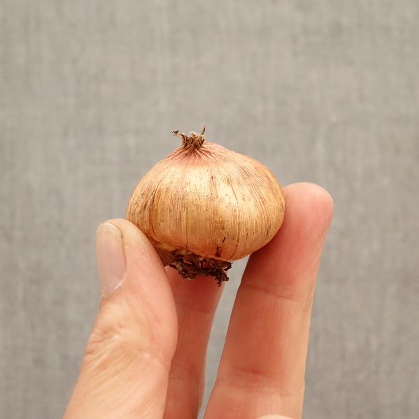 Exemplaar van Gladiool groot bloemig Tineke Bol kaliber 12/14 zoals geleverd in de lente