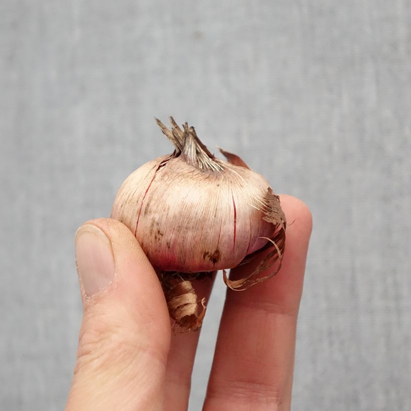 Exemplaar van Dwerggladiool Flevo Laguna - Gladiolus nanus Bol kaliber 12/14 zoals geleverd in de lente