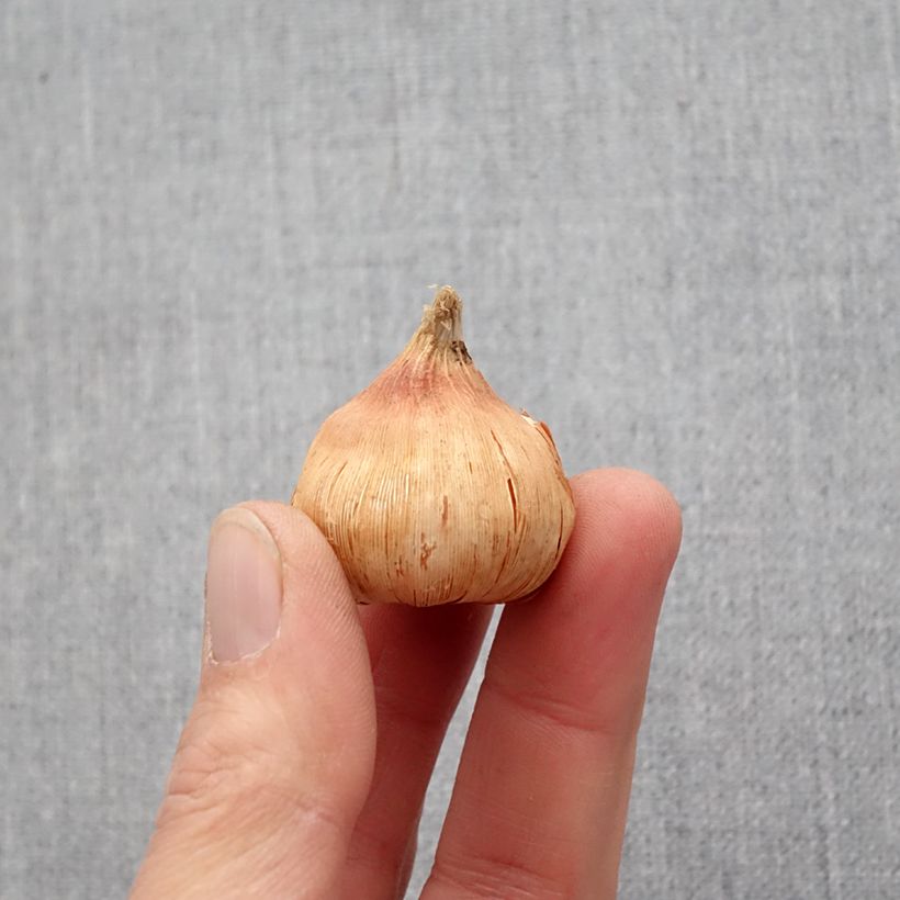 Exemplaar van Gladiool Oracle - Grootbloemige gladiool Bol kaliber 14+ zoals geleverd in de lente