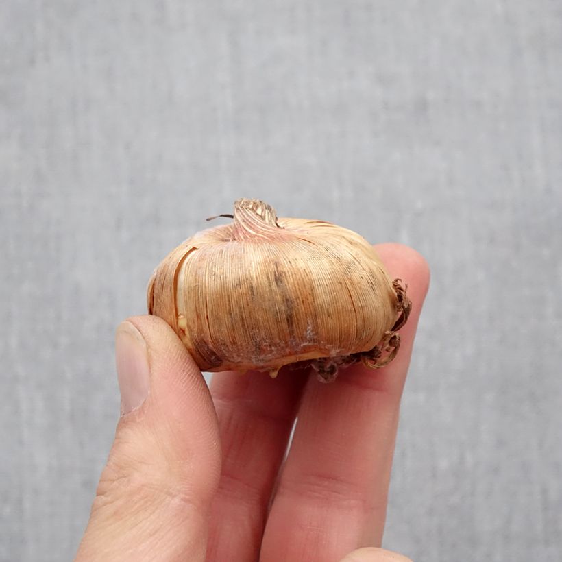 Exemplaar van Gladiool Adrenaline - Grootbloemige gladiool Bol kaliber 12+ zoals geleverd in de lente