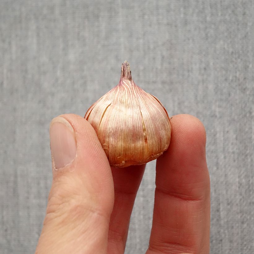 Exemplaar van Gladiool Bimbo - Grootbloemige gladiool Bol kaliber 10/12 zoals geleverd in de lente