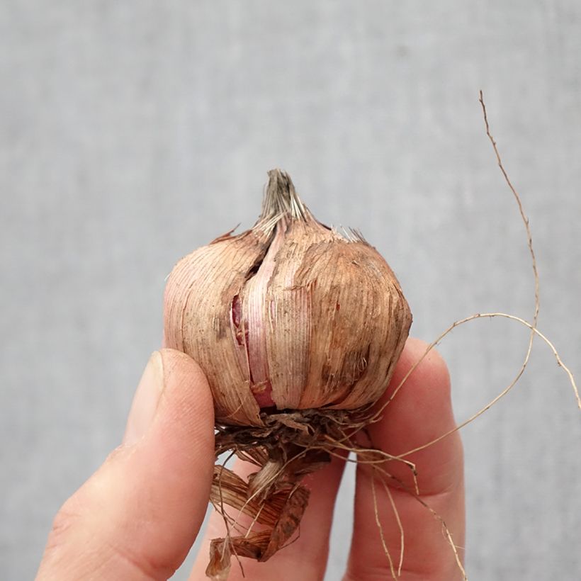 Exemplaar van Gladiool Black Surprise - Grootbloemige gladiool Bol kaliber 12+ zoals geleverd in de lente