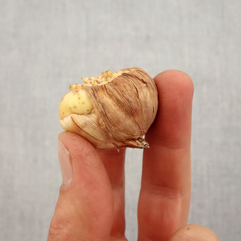 Exemplaar van Gladiool Bossa Nova - Grootbloemige gladiool Bol kaliber 10/12 zoals geleverd in de lente