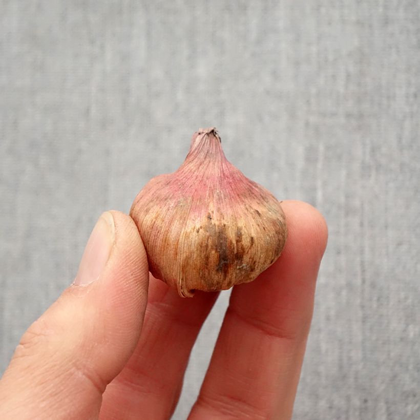 Exemplaar van Gladiolus carneus Albidus - Gladiool Bol kaliber 6+ zoals geleverd in de lente