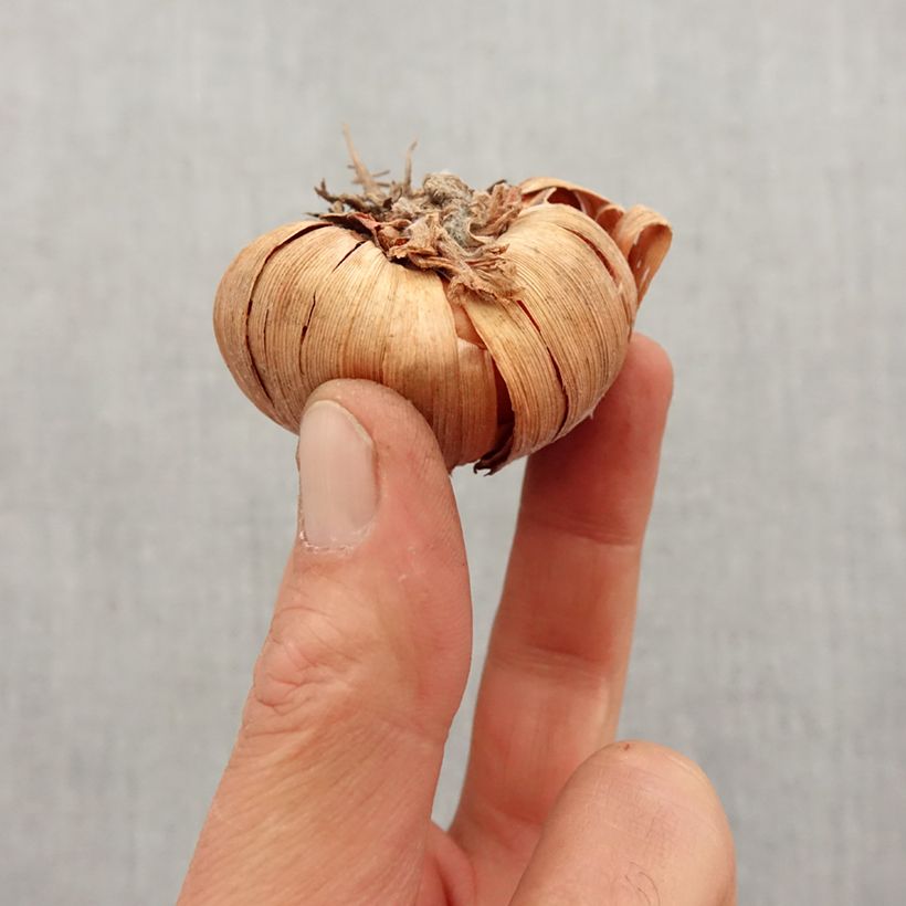 Exemplaar van Gladiool Conca d'Oro - Grootbloemige gladiool Bol kaliber 12+ zoals geleverd in de lente