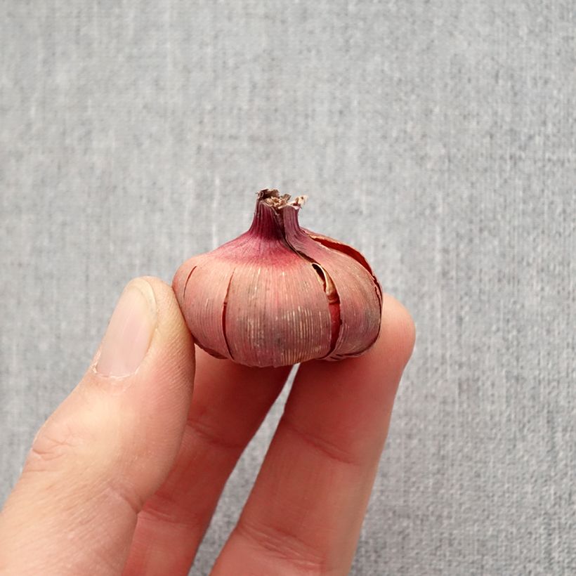 Exemplaar van Gladiool Dared - Grootbloemige gladiool Bol kaliber 10/12 zoals geleverd in de lente