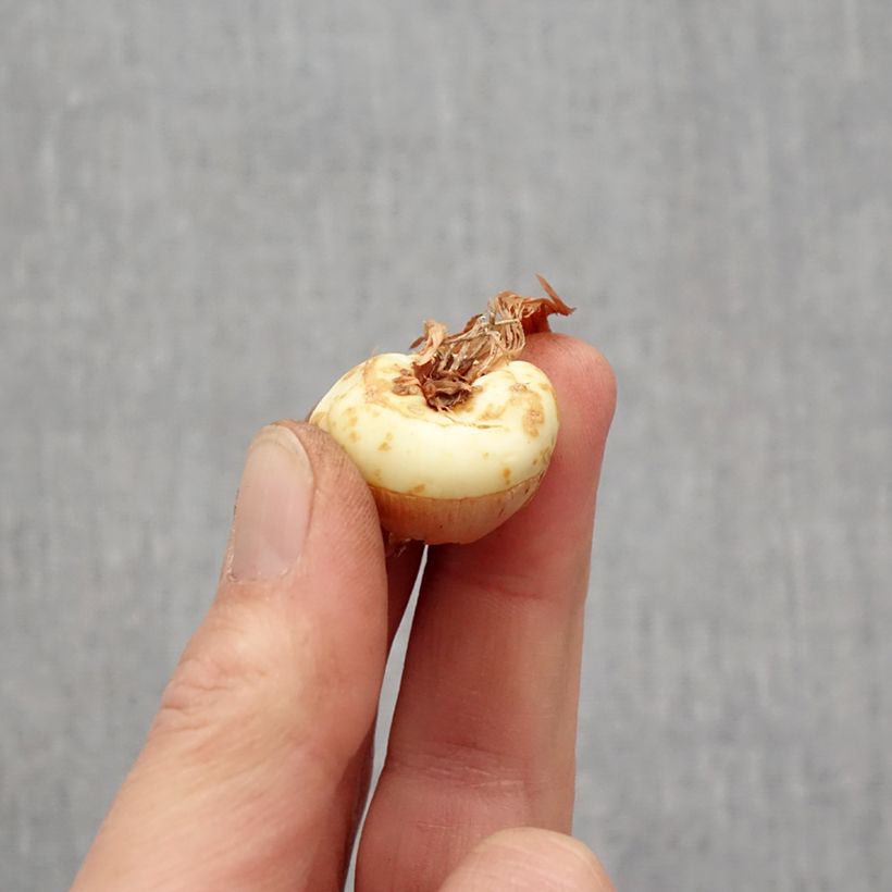 Exemplaar van Gladiool Dusk - Grootbloemige gladiool Bol kaliber 14+ zoals geleverd in de lente