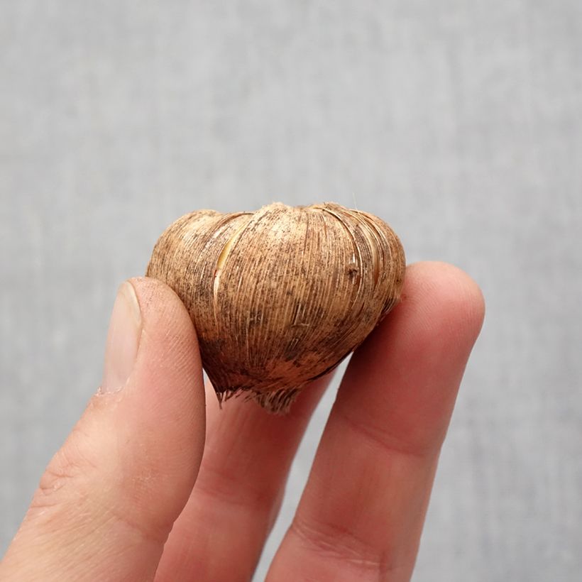 Exemplaar van Gladiool Fidelio - Grootbloemige gladiool Bol kaliber 14+ zoals geleverd in de lente