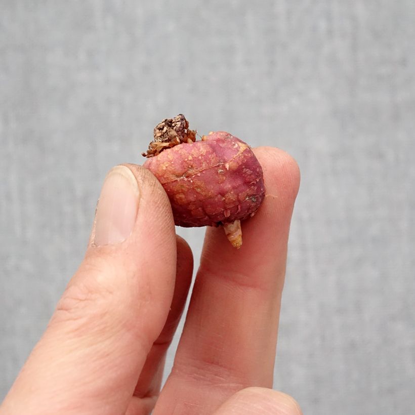 Exemplaar van Gladiool Flevo Cool - Grootbloemige gladiool Bol kaliber 10+ zoals geleverd in de lente