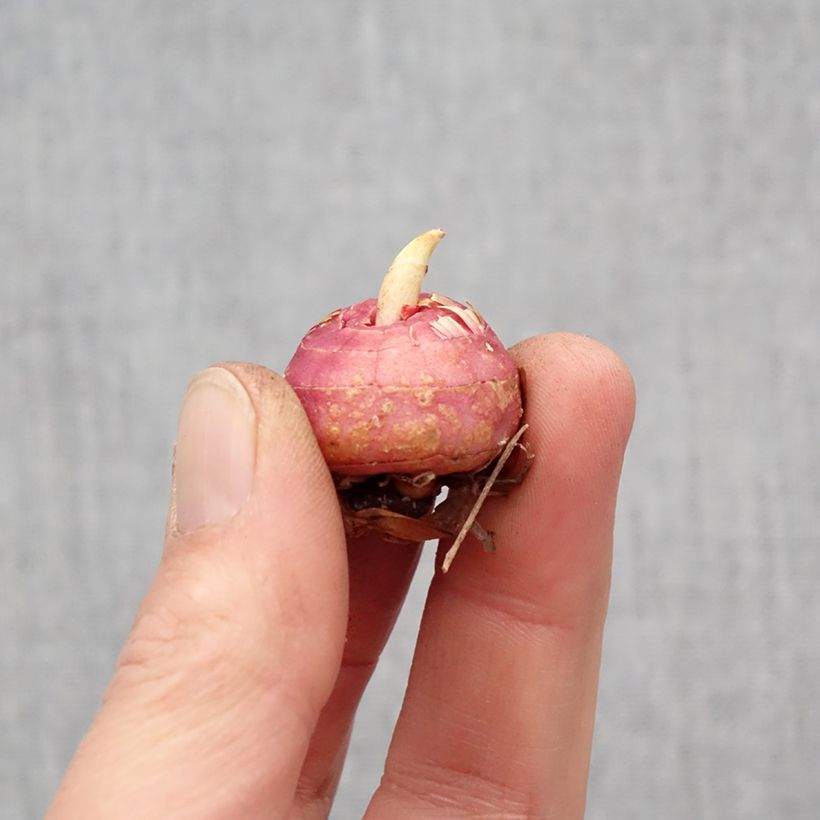 Exemplaar van Gladiool Fragrant Lady - Grootbloemige gladiool Bol kaliber 10+ zoals geleverd in de lente