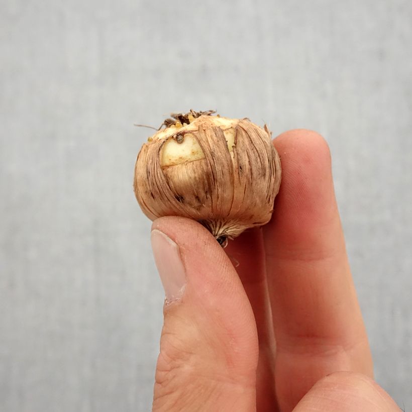 Exemplaar van Dwerggladiool Halley - Gladiolus nanus Bol kaliber 10+ zoals geleverd in de lente