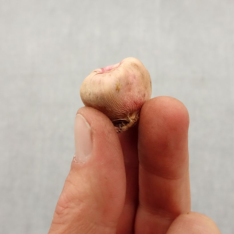 Example of Gladiolus nanus Nathalie - Dwerggladiool Bol size 8+ as you get in printemps