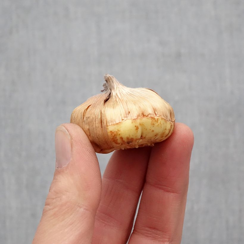 Exemplaar van Gladiool Angel Kisses - Primuline-gladiool Bol kaliber 8+ zoals geleverd in de lente