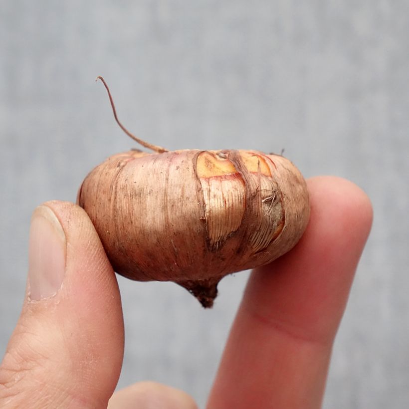 Exemplaar van Gladiool Ovatie - Grootbloemige gladiool Bol kaliber 10+ zoals geleverd in de lente