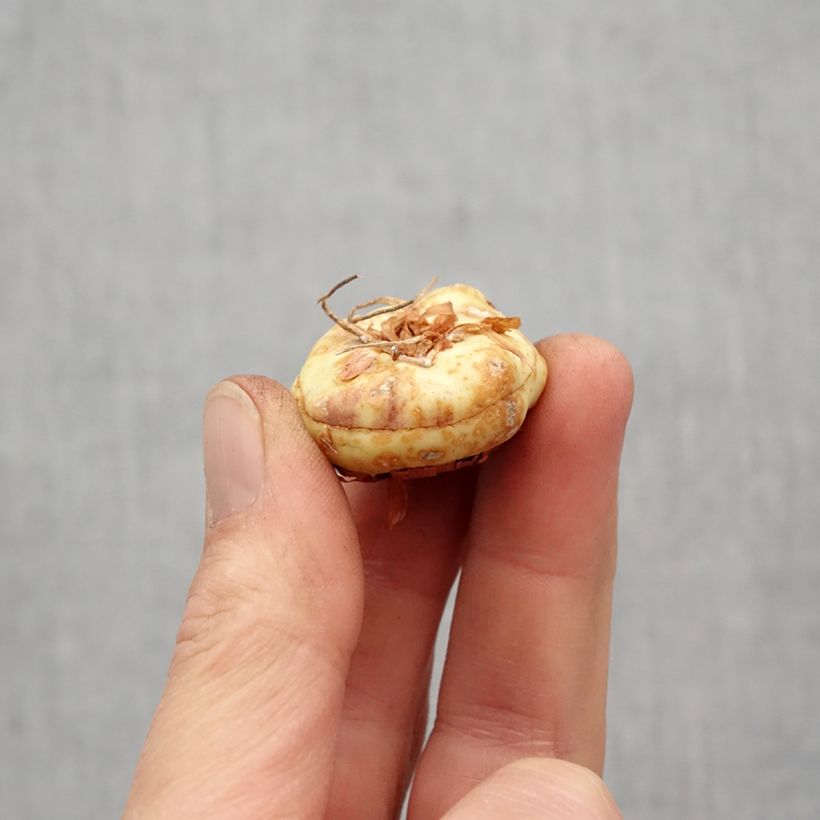 Exemplaar van Gladiool Lorena - Grootbloemige gladiool Bol kaliber 12+ zoals geleverd in de lente