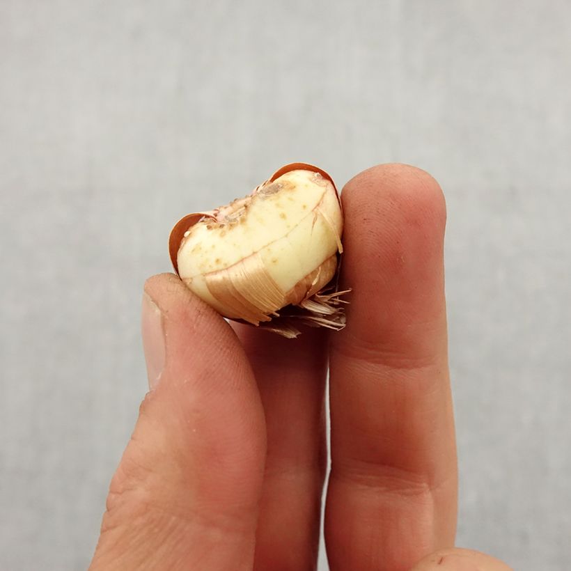 Exemplaar van Gladiool Fiona - Primuline-gladiool Bol kaliber 8+ zoals geleverd in de lente