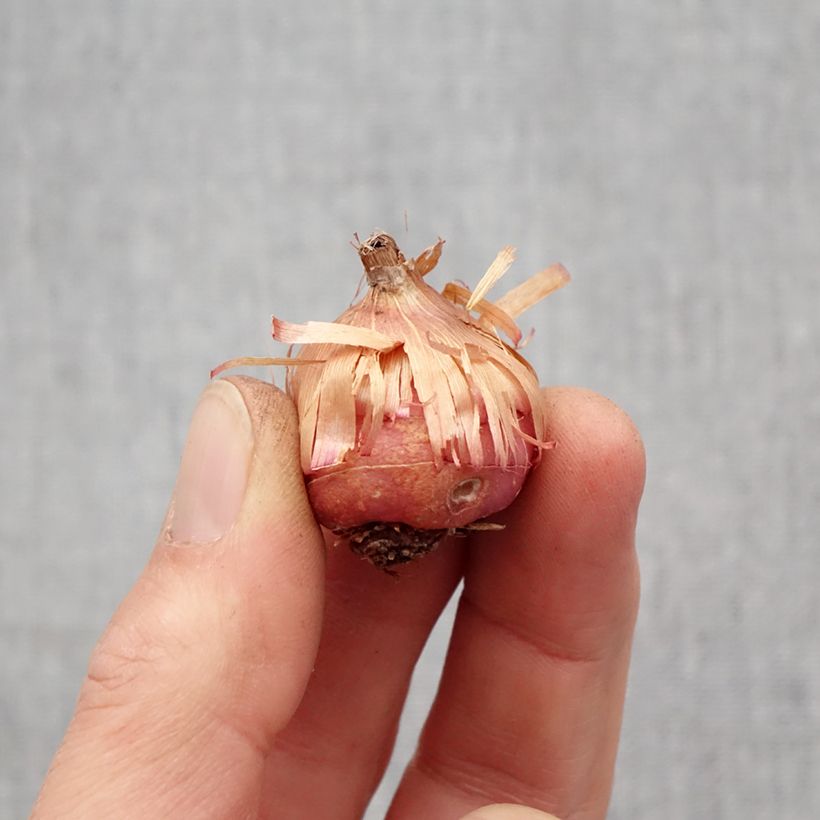 Example of Glaieul ou Gladiolus primulinus Mirella Bol size 8+ as you get in printemps