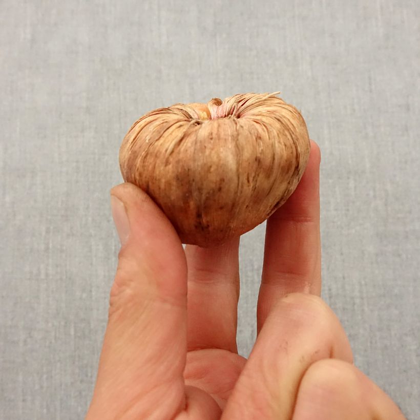 Exemplaar van Gladiool Traderhorn - Grootbloemige gladiool Bol kaliber 14+ zoals geleverd in de lente