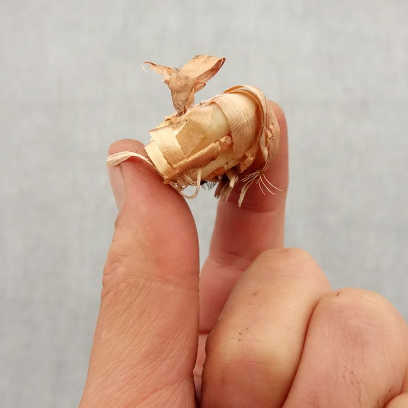 Exemplaar van Gladiool Charm Bol kaliber 8+ zoals geleverd in de lente