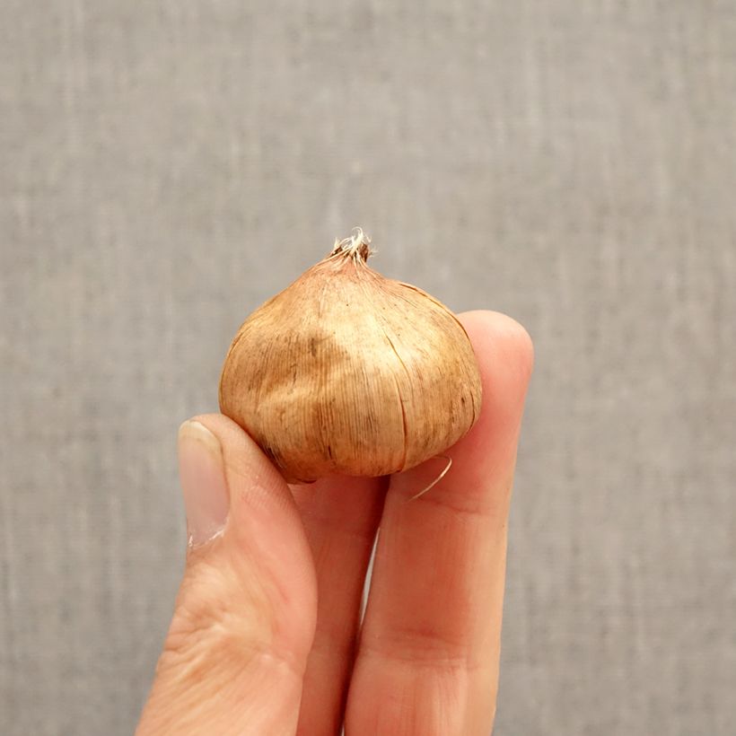 Exemplaar van Gladiool Vandohla - Grootbloemige gladiool Bol kaliber 12/14 zoals geleverd in de lente