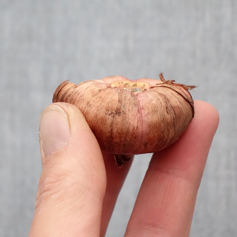 Exemplaar van Gladiool Victor Borge - Grootbloemige gladiool Bol kaliber 14+ zoals geleverd in de lente