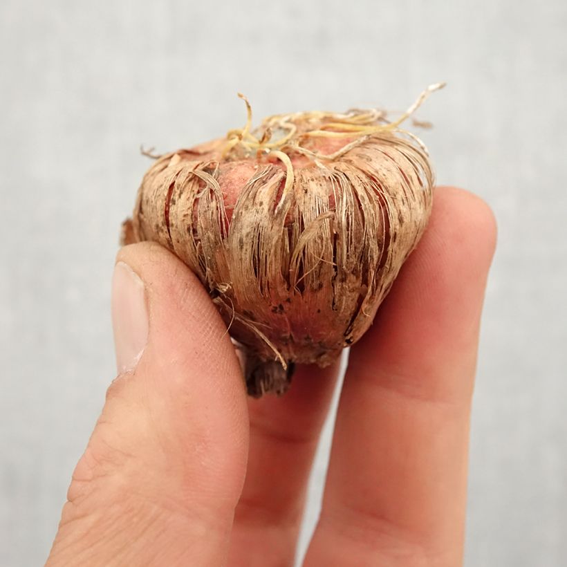 Exemplaar van Gladiool White Prosperity - Grootbloemige gladiool Bol kaliber 14+ zoals geleverd in de lente