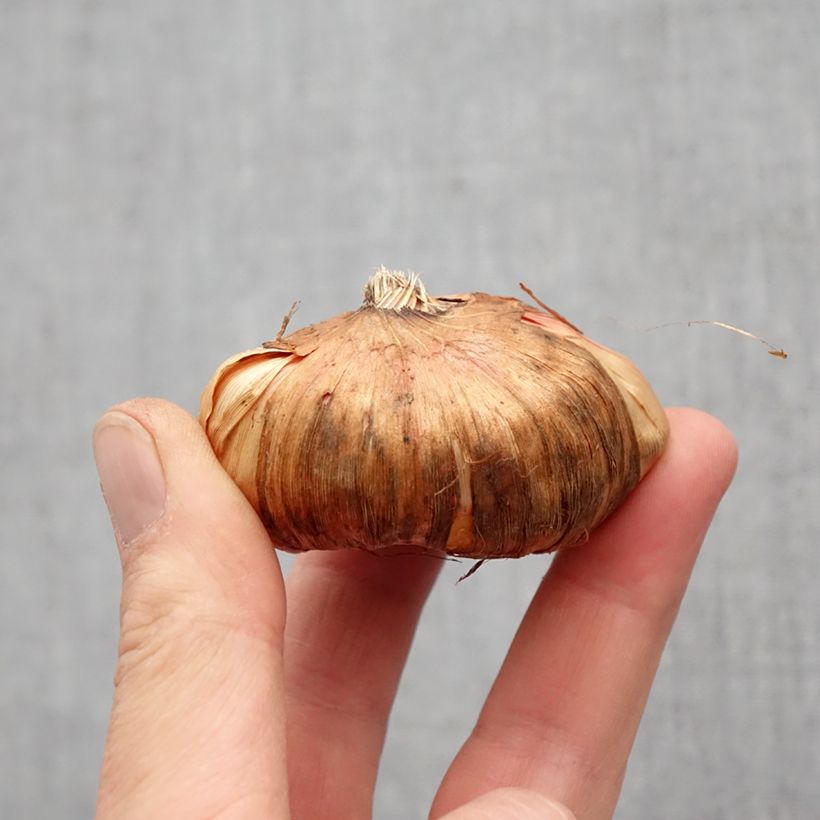 Exemplaar van Gladiool Wine and Roses - Grootbloemige gladiool Bol kaliber 14+ zoals geleverd in de lente