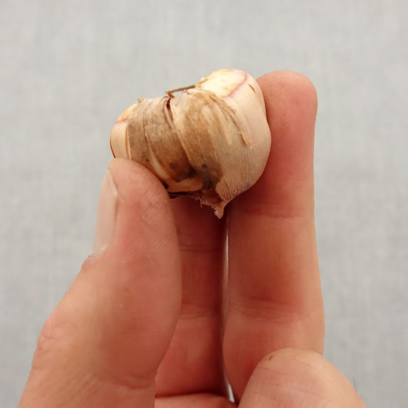 Exemplaar van Gladiolus colvillei - Colville-gladiool Bol kaliber 8+ zoals geleverd in de lente