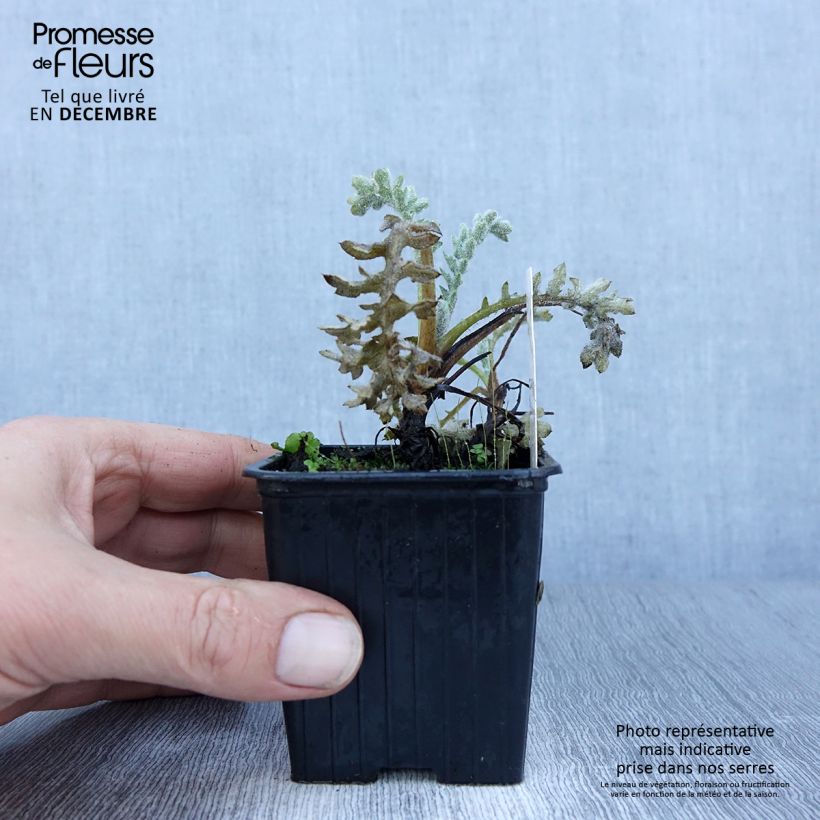 Example of Glaucium flavum - Pavot cornu Kweekpotje van 8/9 cm as you get in hiver