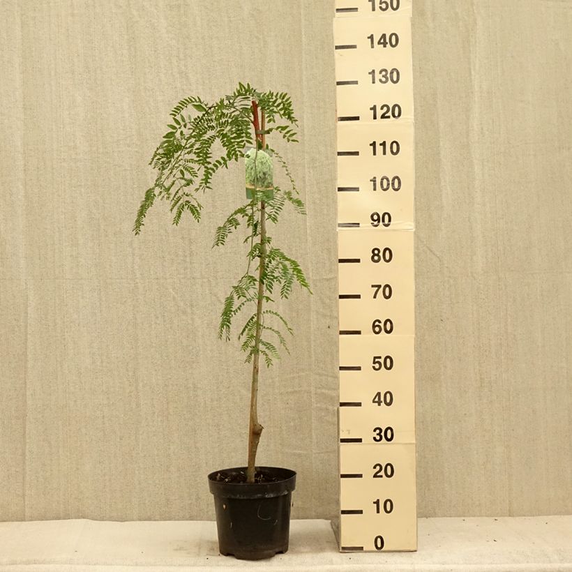 Exemplaar van Gleditsia triacanthos Emerald Cascade - Valse christusdoorn Pot van 12 l/15 l, Stengel zoals geleverd in de zomer