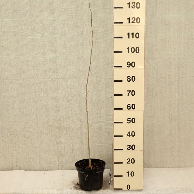 Exemplaar van Gleditsia triacanthos - Valse christusdoorn Pot van 4 l/5 l zoals geleverd in de lente