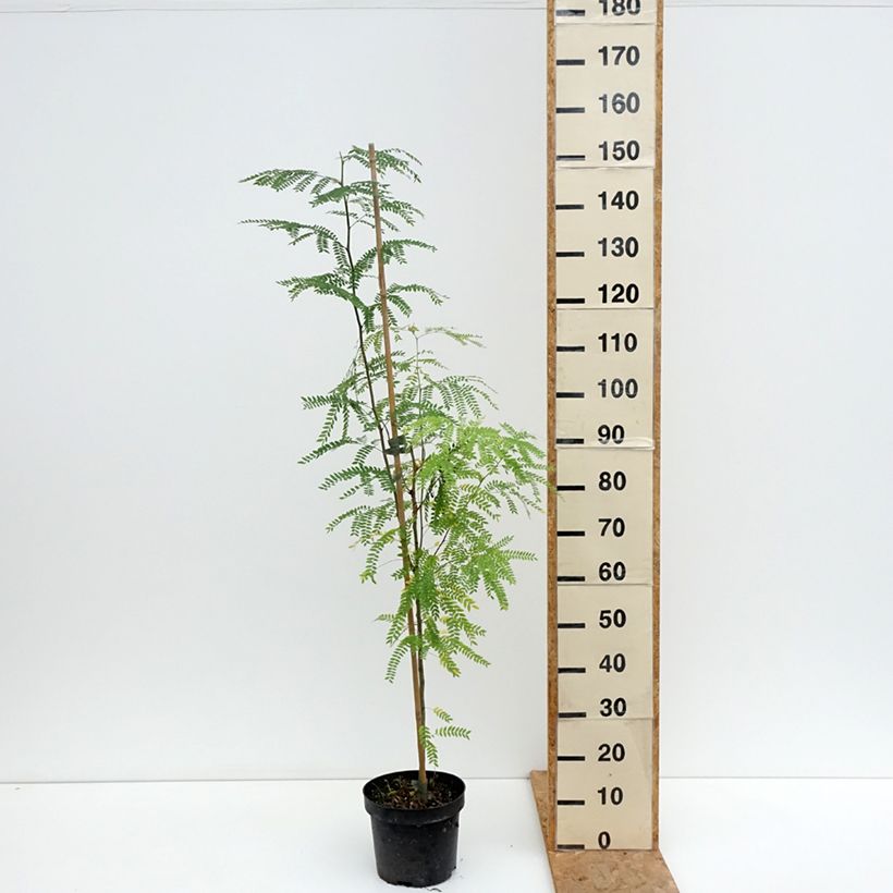 Exemplaar van Gleditsia triacanthos Goofy - Valse christusdoorn Pot van 7,5 l/10 l zoals geleverd in de zomer