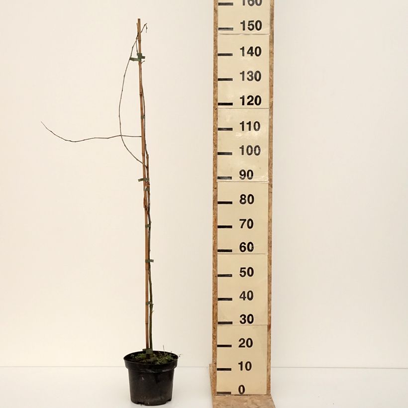 Example of Gleditsia triacanthos Goofy - Févier d'Amérique Pot van 7,5 l/10 l as you get in hiver