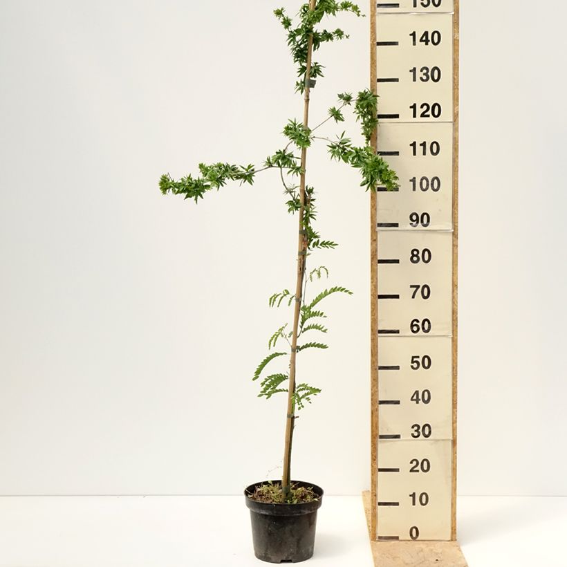 Exemplaar van Gleditsia triacanthos Goofy - Valse christusdoorn Pot van 7,5 l/10 l zoals geleverd in de lente