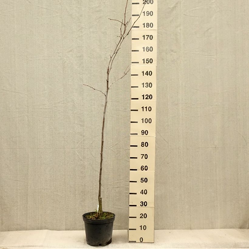 Exemplaar van Gleditsia triacanthos Shademaster - Valse christusdoorn Pot van 7,5 l/10 l zoals geleverd in de herfst