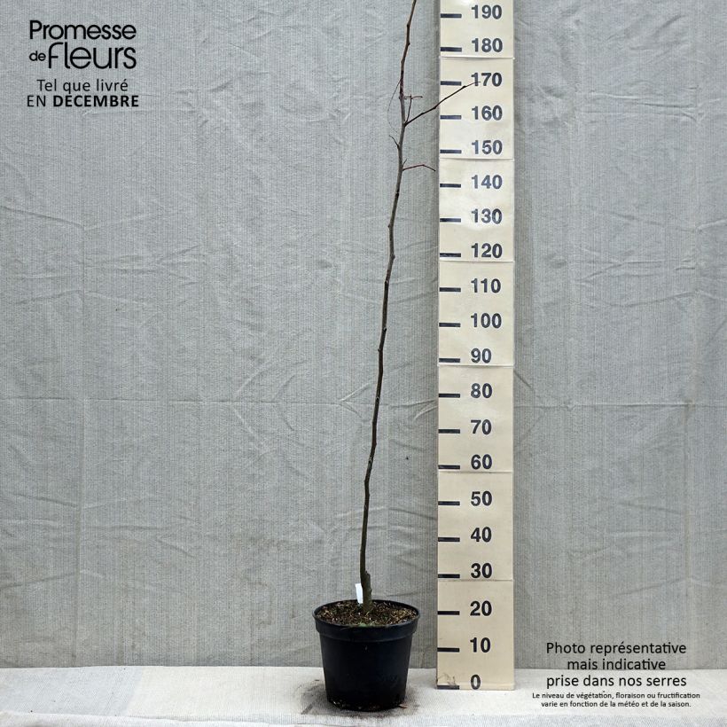 Example of Gleditsia triacanthos Shademaster - Févier d'Amérique Pot van 7,5 l/10 l as you get in hiver