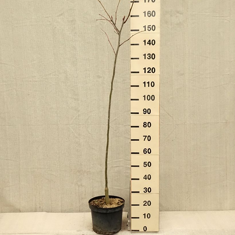 Exemplaar van Gleditsia triacanthos Shademaster - Valse christusdoorn Pot van 7,5 l/10 l zoals geleverd in de lente