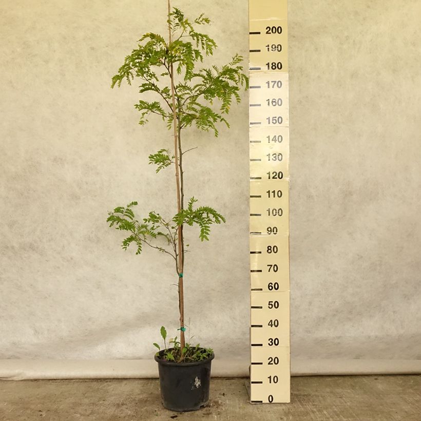 Exemplaar van Gleditsia triacanthos Skyline - Valse christusdoorn Pot van 12 l/15 l, Kroonhoogte zoals geleverd in de zomer