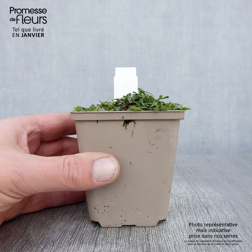 Example of Globularia cordifolia Kweekpotje van 8/9 cm as you get in hiver