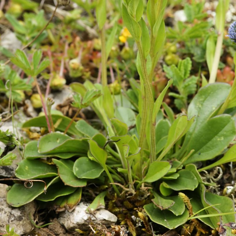 Globularia punctata - Kogelbloem (Blad)
