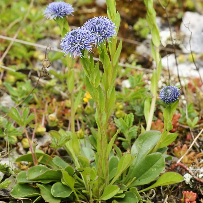 Globularia punctata - Kogelbloem (Groeiplaats)