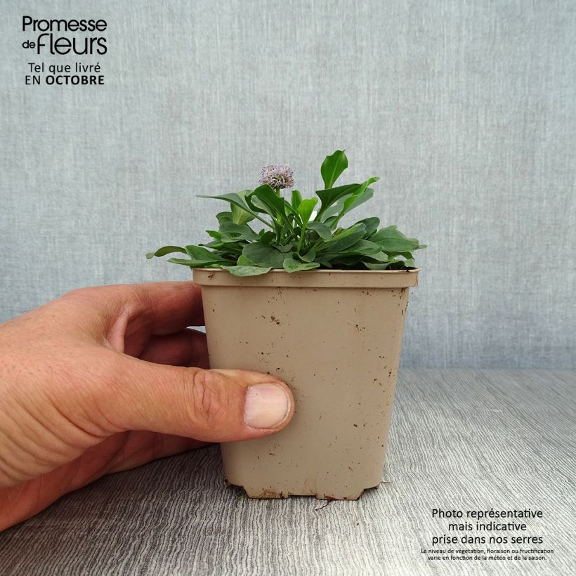 Exemplaar van Globularia punctata - Kogelbloem Kweekpotje van 8/9 cm zoals geleverd in de herfst