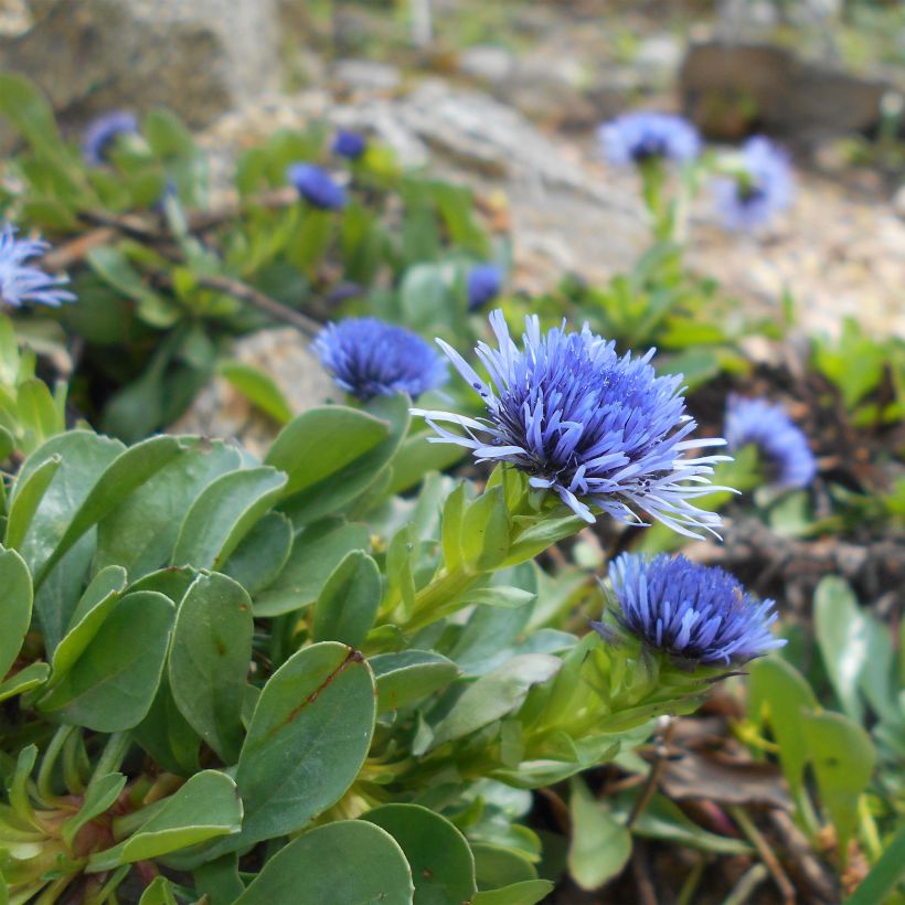Globularia trichosantha - Kogelbloem (Flowering)