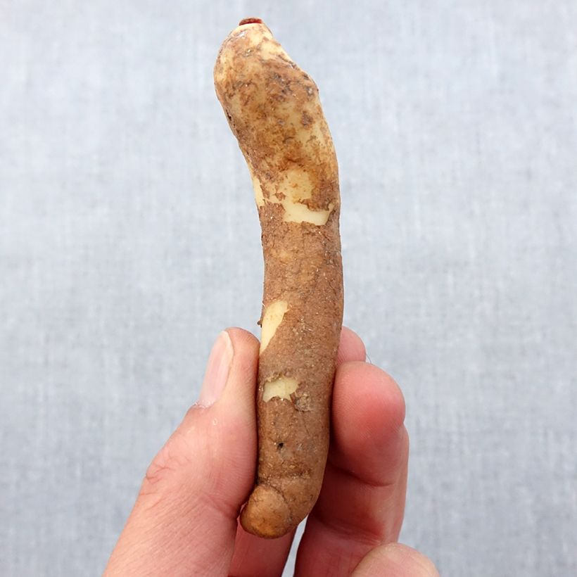 Example of Gloriosa lutea - Lis glorieux jaune Bol size 10+ as you get in printemps