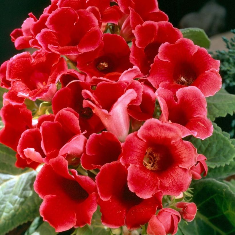 Gloxinia Etoile de Feu - Kamergloxinia (Flowering)