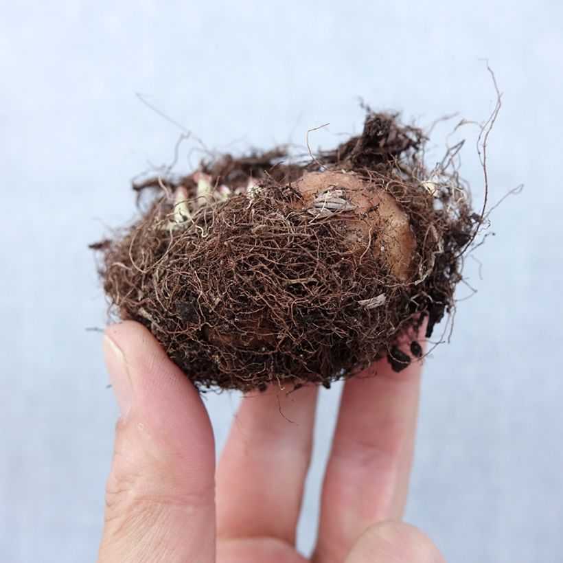 Example of Gloxinia Etoile de feu   Bol Kaliber/Größe 5+ as you get in printemps