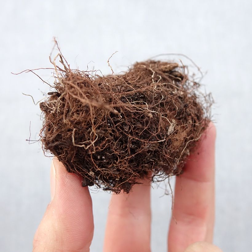 Example of Gloxinia Kaiser Wilhelm   Bol size 5+ as you get in printemps