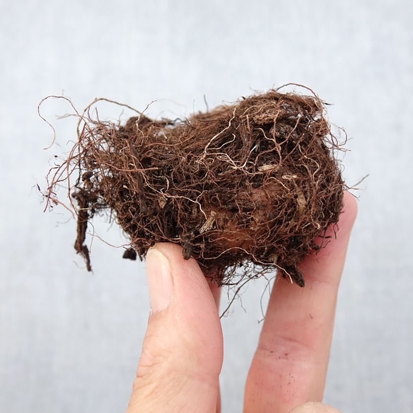 Example of Gloxinia Mont Blanc   Bol Kaliber/Größe 5+ as you get in printemps